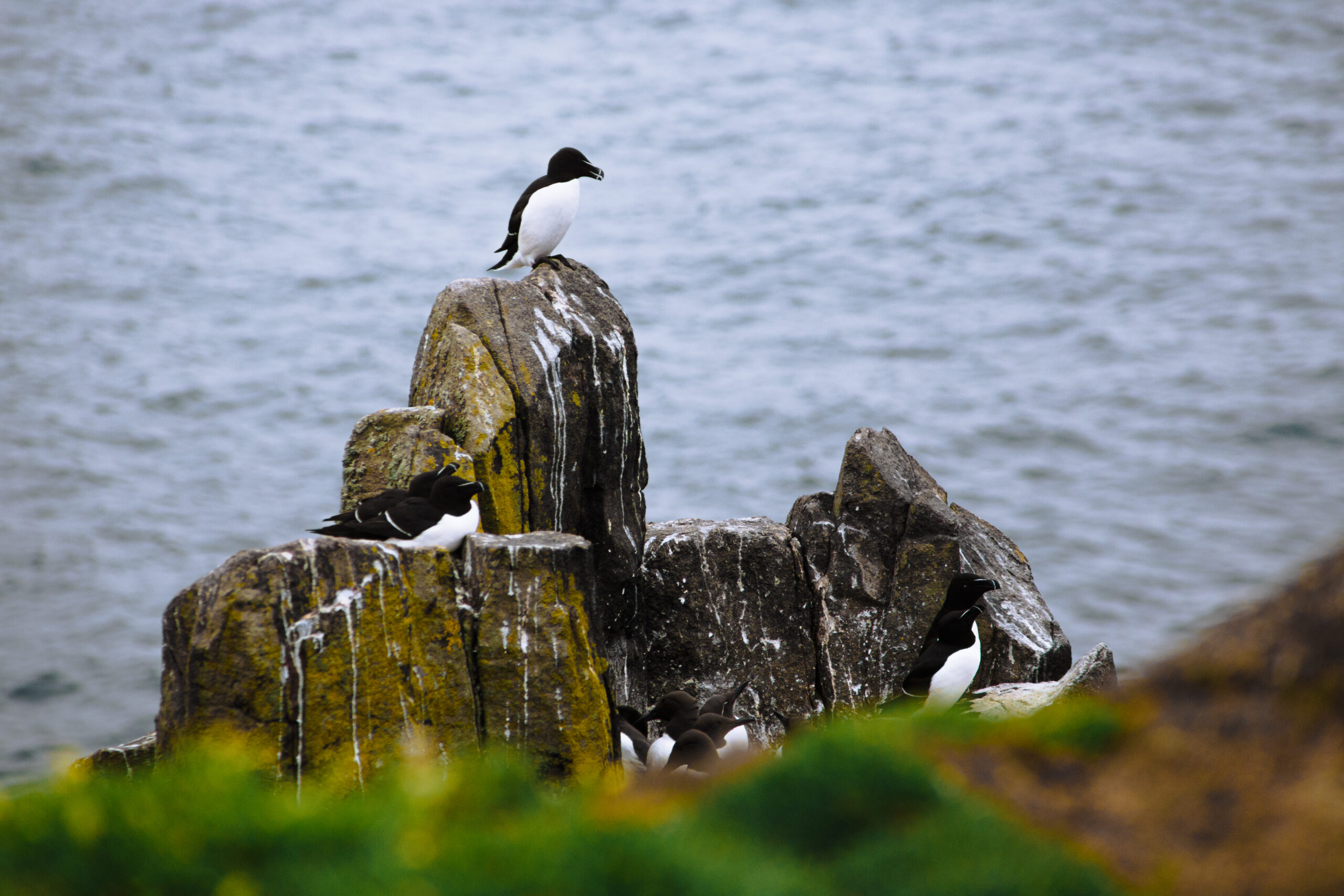 2021-04_Ecosse-IsleOfMay_IMG_4059_PRINT_0001